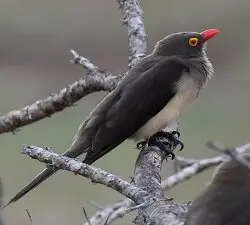 A dark brown bird with a pale belly, a red bill and a yellow eye ring perches on a bare branch.