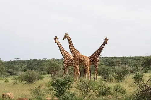 Three reticulated giraffes stand close together in green bush under an overcast sky.